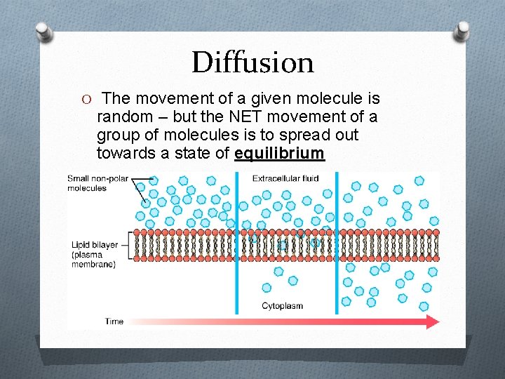 Diffusion O The movement of a given molecule is random – but the NET
