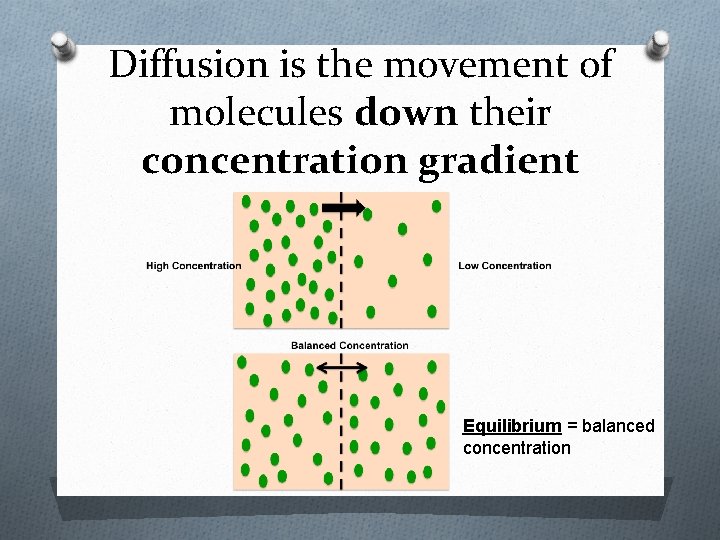 Diffusion is the movement of molecules down their concentration gradient Equilibrium = balanced concentration