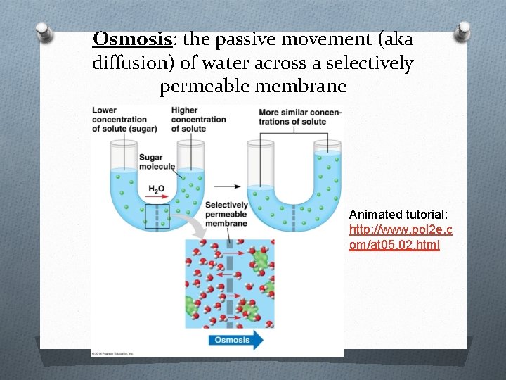 Osmosis: the passive movement (aka diffusion) of water across a selectively permeable membrane Animated