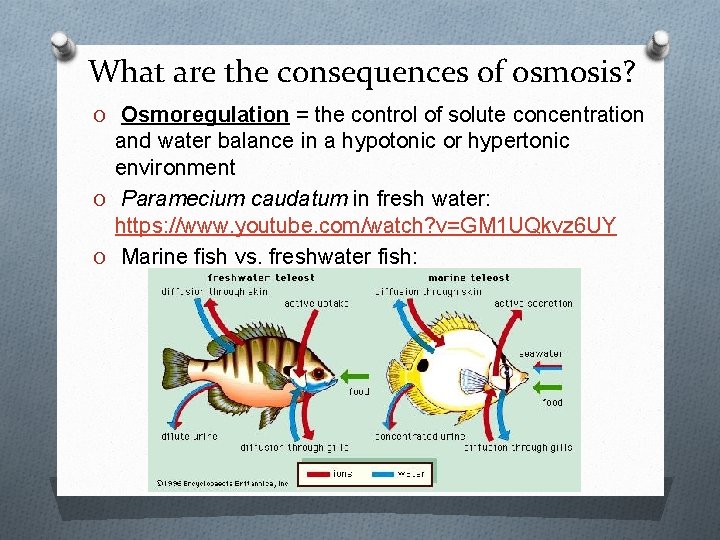 What are the consequences of osmosis? O Osmoregulation = the control of solute concentration