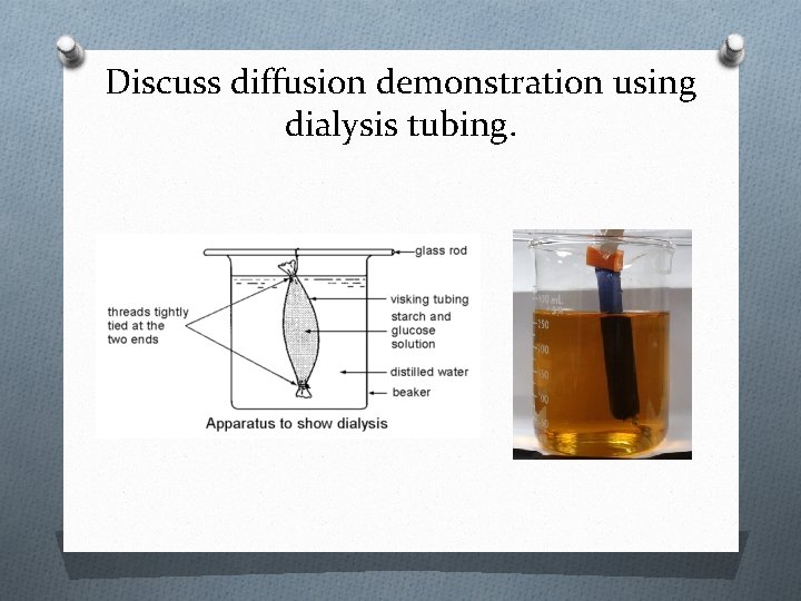 Discuss diffusion demonstration using dialysis tubing. 