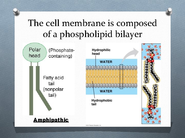 The cell membrane is composed of a phospholipid bilayer Amphipathic 