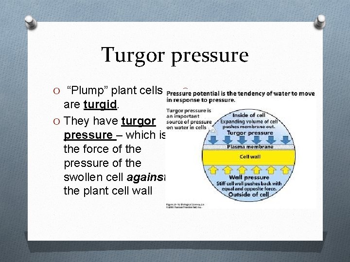 Turgor pressure O “Plump” plant cells are turgid. O They have turgor pressure –