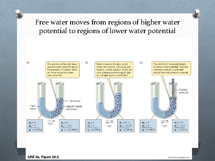 Free water moves from regions of higher water potential to regions of lower water