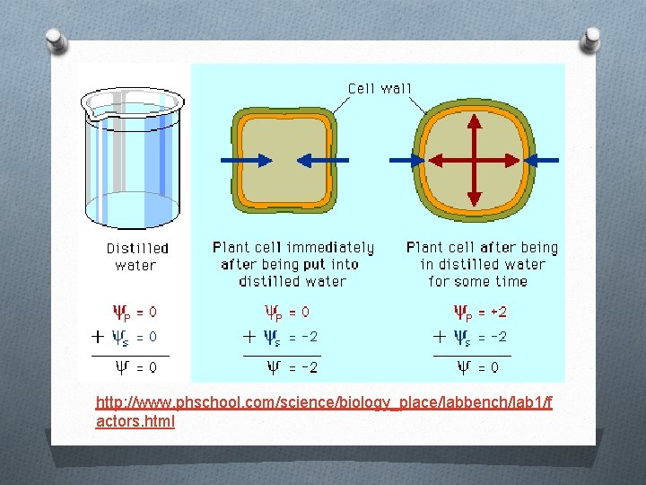 http: //www. phschool. com/science/biology_place/labbench/lab 1/f actors. html 