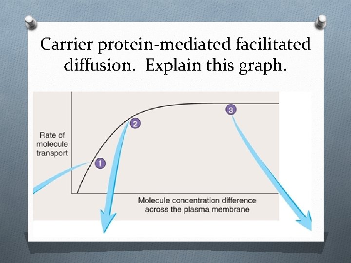 Carrier protein-mediated facilitated diffusion. Explain this graph. 