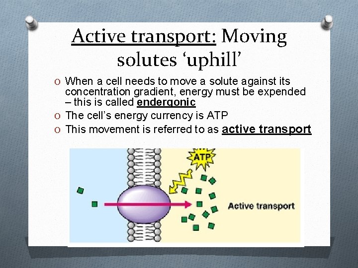 Active transport: Moving solutes ‘uphill’ O When a cell needs to move a solute