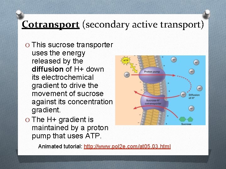 Cotransport (secondary active transport) O This sucrose transporter uses the energy released by the