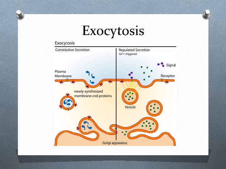 Exocytosis 