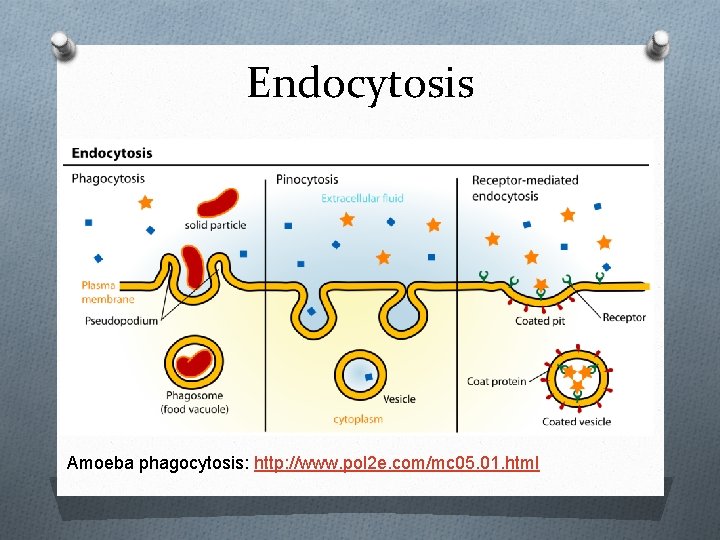 Endocytosis Amoeba phagocytosis: http: //www. pol 2 e. com/mc 05. 01. html 