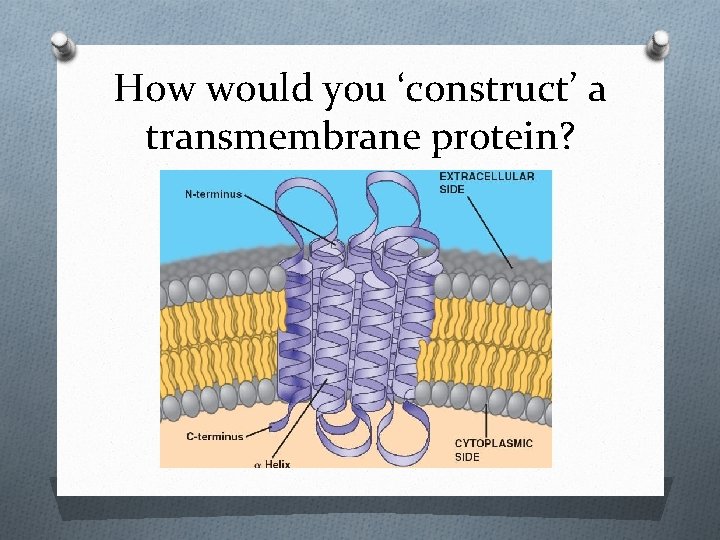 How would you ‘construct’ a transmembrane protein? 
