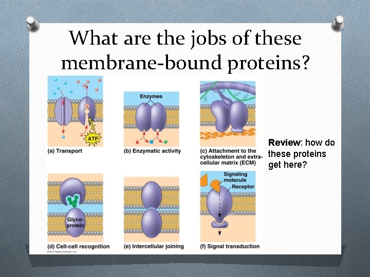 What are the jobs of these membrane-bound proteins? Review: how do these proteins get