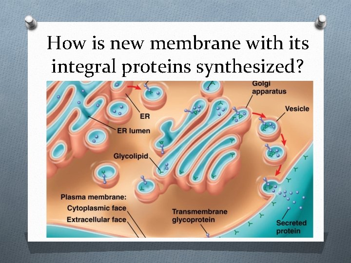 How is new membrane with its integral proteins synthesized? 