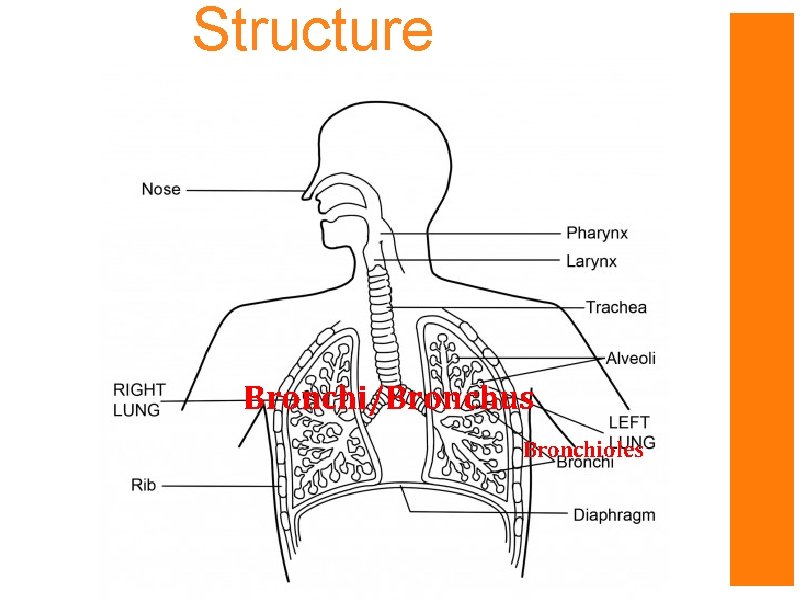 Structure Bronchi/Bronchus Bronchioles 