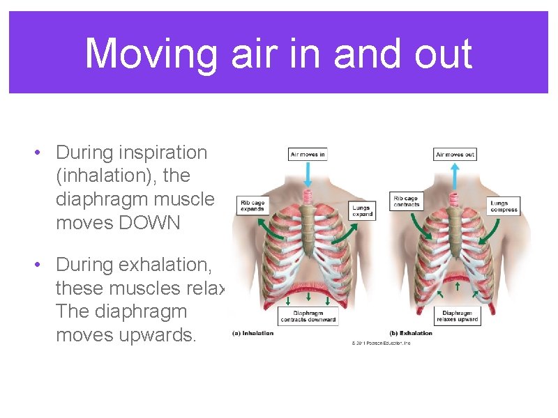 Moving air in and out • During inspiration (inhalation), the diaphragm muscle moves DOWN