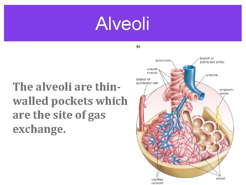 Alveoli The alveoli are thinwalled pockets which are the site of gas exchange. 