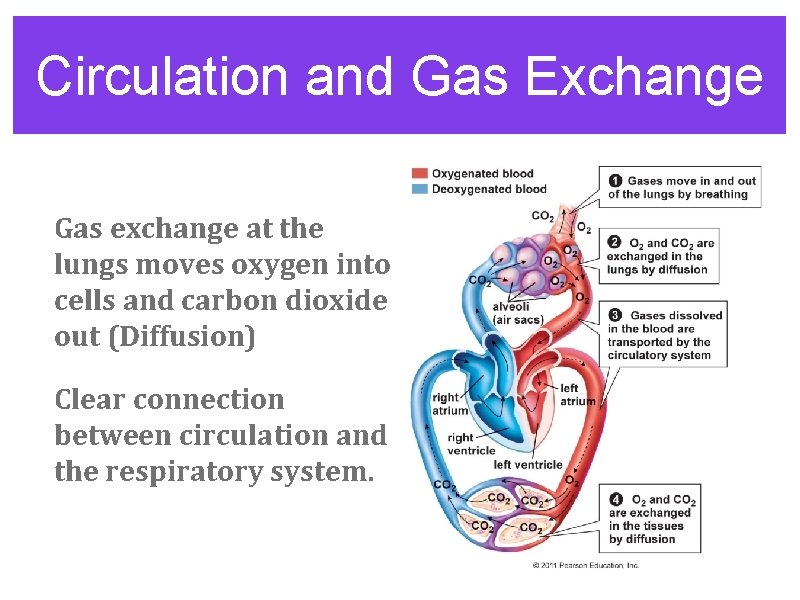 Circulation and Gas Exchange Gas exchange at the lungs moves oxygen into cells and