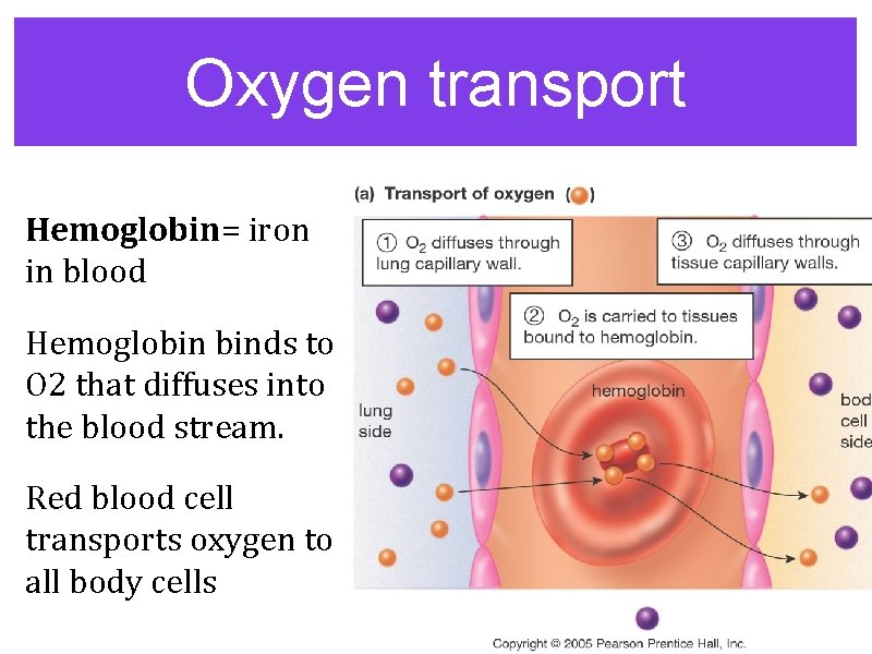 Oxygen transport Hemoglobin= iron in blood Hemoglobin binds to O 2 that diffuses into