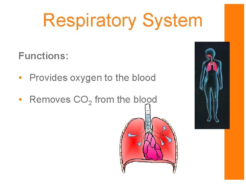 Respiratory System Functions: • Provides oxygen to the blood • Removes CO 2 from