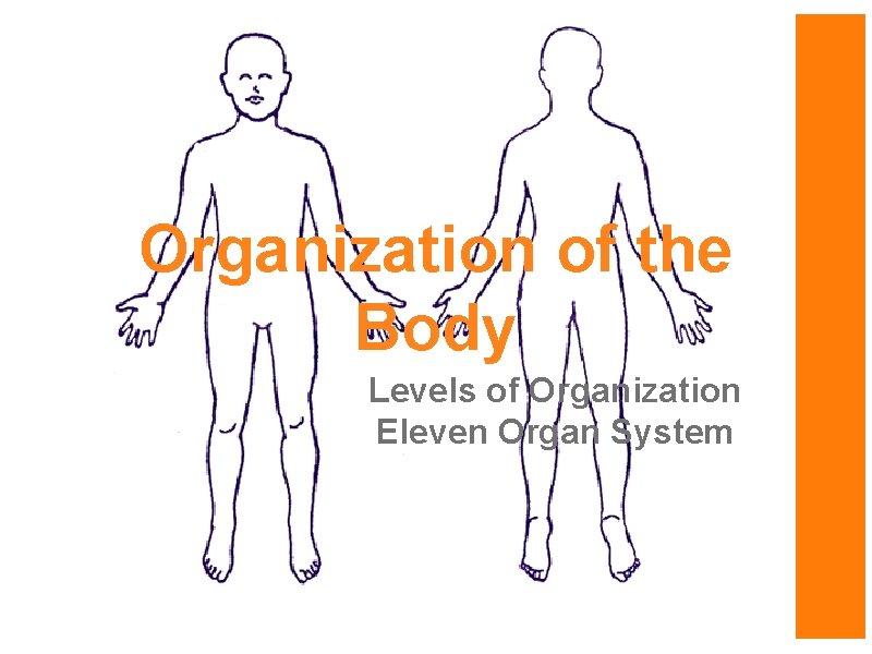 Organization of the Body Levels of Organization Eleven Organ System 