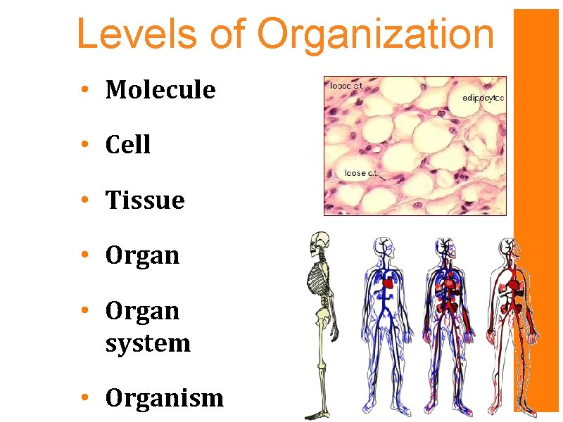 Levels of Organization • Molecule • Cell • Tissue • Organ system • Organism