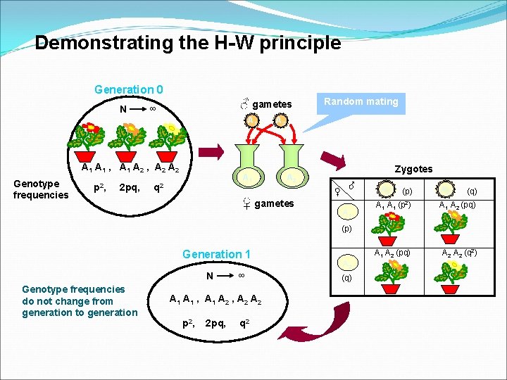Demonstrating the H-W principle Generation 0 N ♂ gametes ∞ A 1 A 1