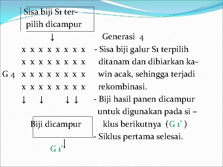 Sisa biji S 1 terpilih dicampur ↓ Generasi 4 x x x x -