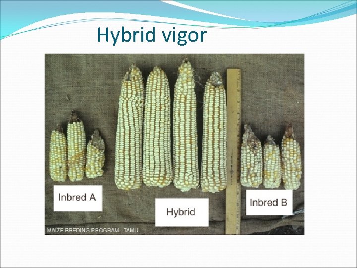 Hybrid vigor 