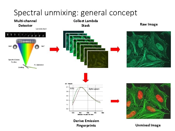 Spectral unmixing: general concept Multi-channel Detector Collect Lambda Stack FITC Raw Image Sytox-green Derive