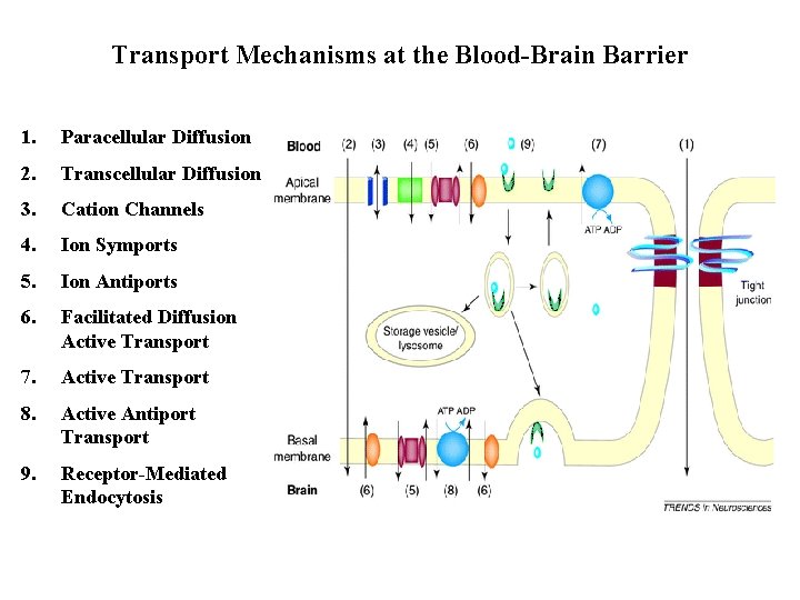 Transport Mechanisms at the Blood-Brain Barrier 1. Paracellular Diffusion 2. Transcellular Diffusion 3. Cation