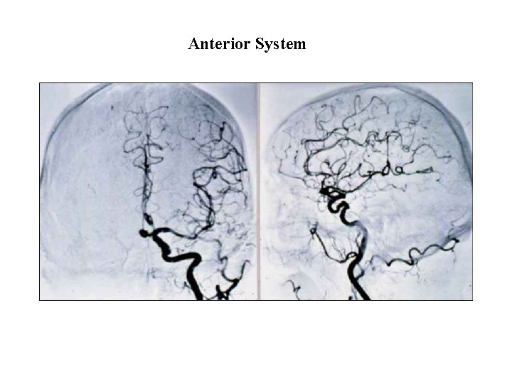Anterior System 