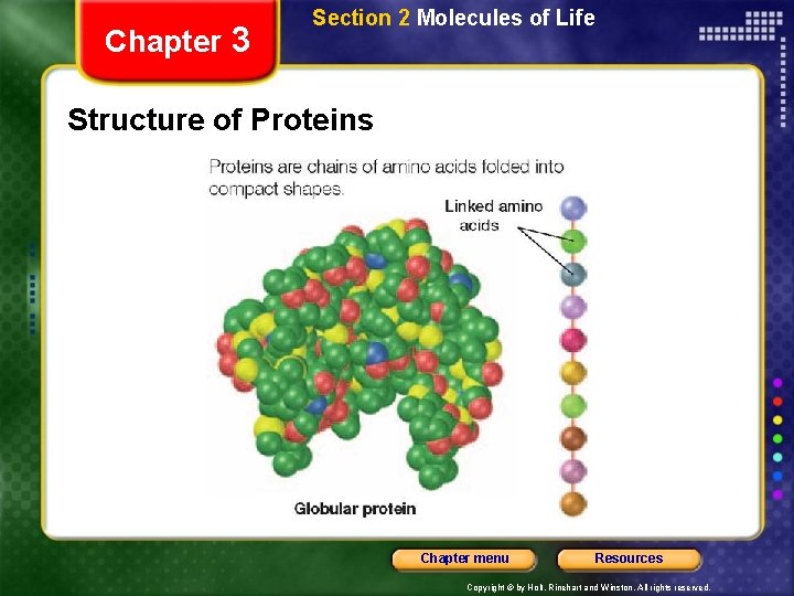 Chapter 3 Section 2 Molecules of Life Structure of Proteins Chapter menu Resources Copyright