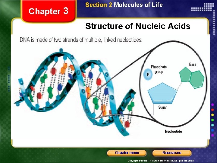 Chapter 3 Section 2 Molecules of Life Structure of Nucleic Acids Chapter menu Resources