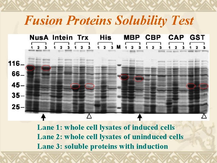 Fusion Proteins Solubility Test Lane 1: whole cell lysates of induced cells Lane 2: