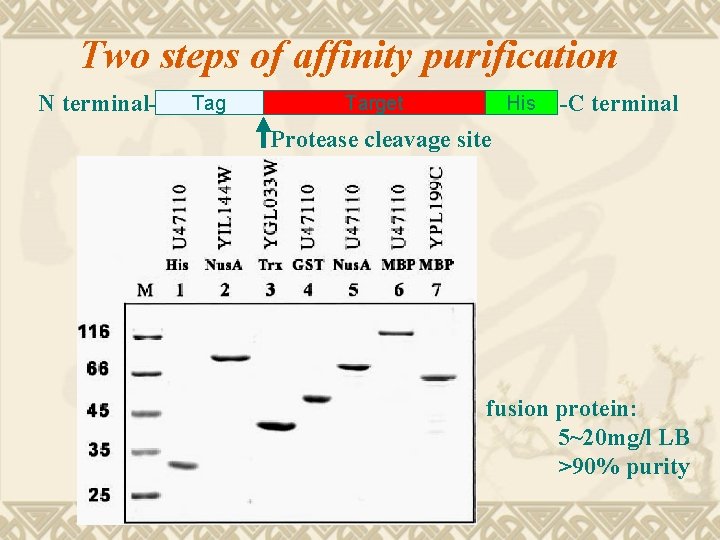 Two steps of affinity purification N terminal- Tag Target His -C terminal Protease cleavage