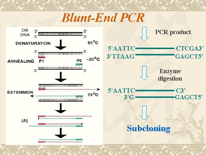 Blunt-End PCR product 5’AATTC 3’TTAAG CTCGA 3’ GAGCT 5’ Enzyme digestion 5’AATTC 3’G Subcloning