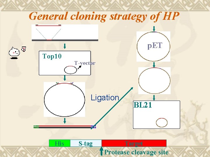 General cloning strategy of HP p. ET Top 10 T-vector Ligation His S-tag BL