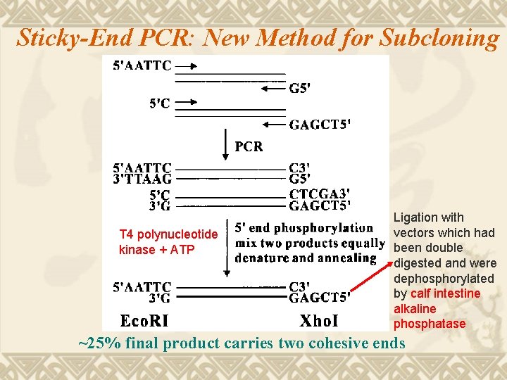 Sticky-End PCR: New Method for Subcloning T 4 polynucleotide kinase + ATP Ligation with