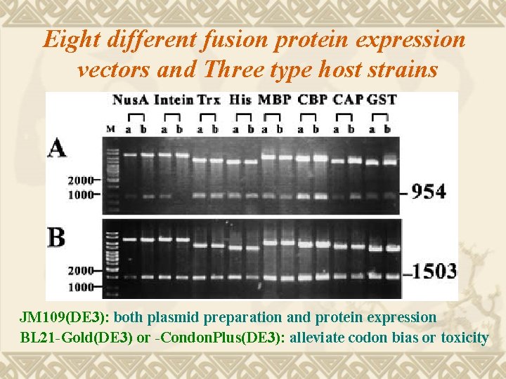 Eight different fusion protein expression vectors and Three type host strains JM 109(DE 3):