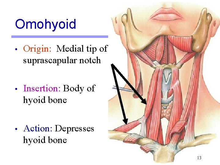 Omohyoid • Origin: Medial tip of suprascapular notch • Insertion: Body of hyoid bone