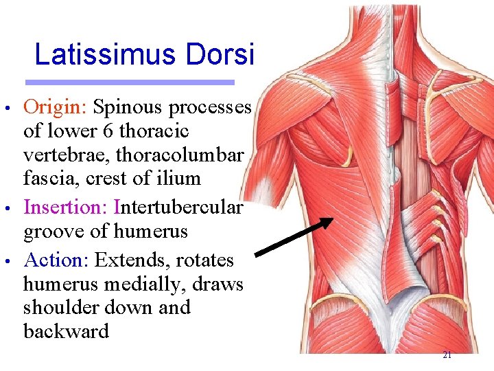 Latissimus Dorsi • • • Origin: Spinous processes of lower 6 thoracic vertebrae, thoracolumbar
