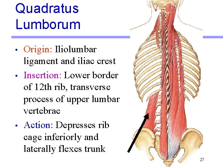 Quadratus Lumborum • • • Origin: Iliolumbar ligament and iliac crest Insertion: Lower border