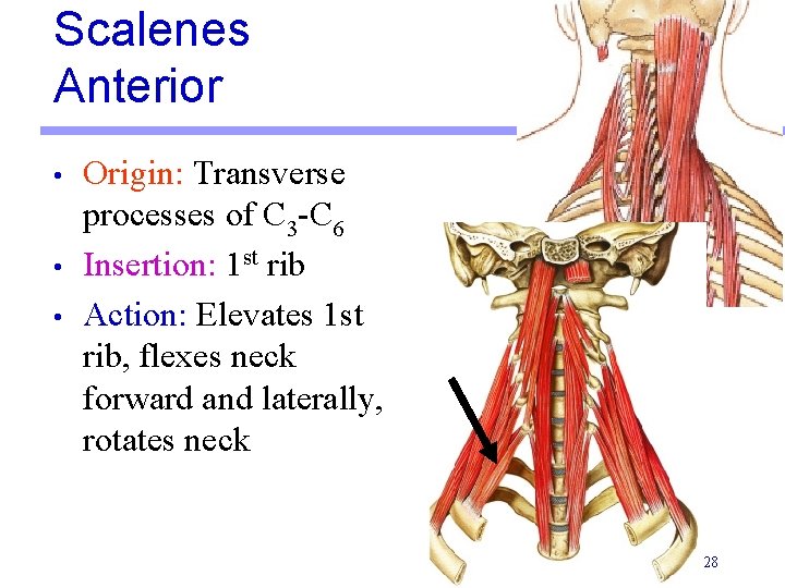Scalenes Anterior • • • Origin: Transverse processes of C 3 -C 6 Insertion: