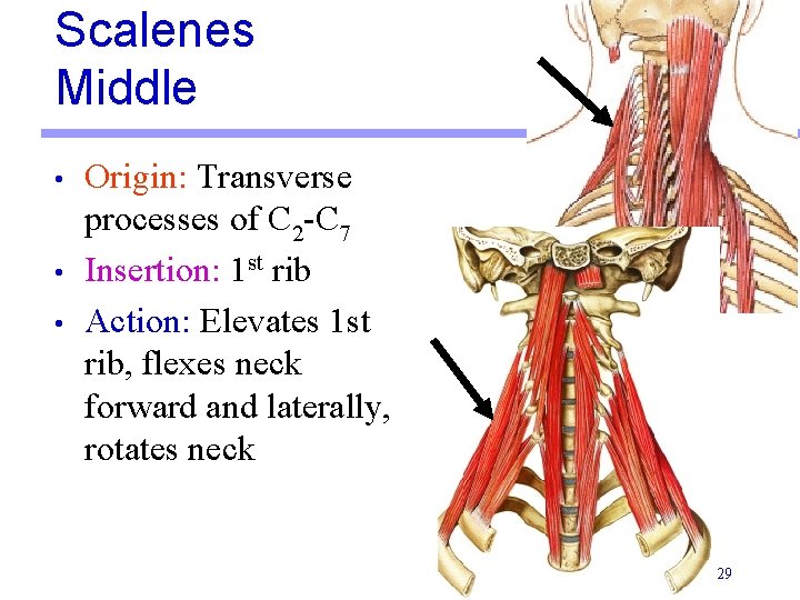 Scalenes Middle • • • Origin: Transverse processes of C 2 -C 7 Insertion: