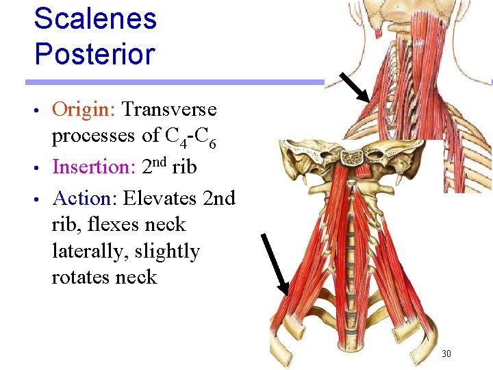 Scalenes Posterior • • • Origin: Transverse processes of C 4 -C 6 Insertion: