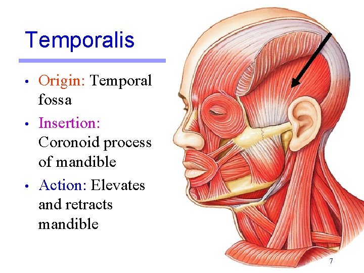 Temporalis • • • Origin: Temporal fossa Insertion: Coronoid process of mandible Action: Elevates