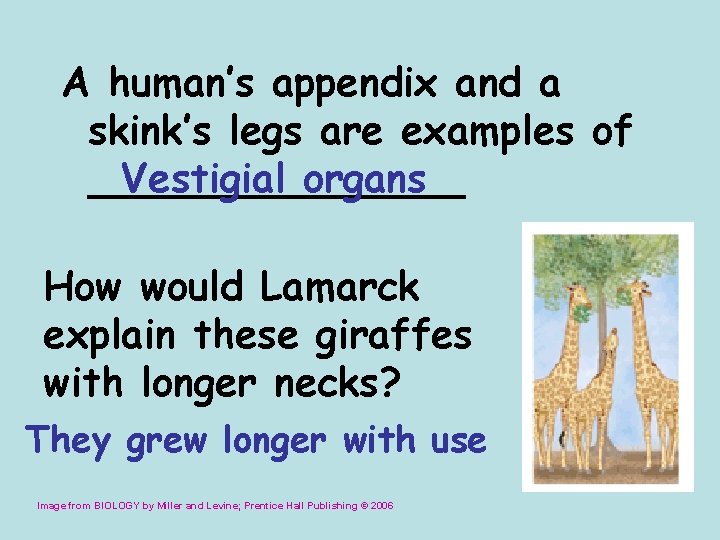A human’s appendix and a skink’s legs are examples of ________ Vestigial organs How