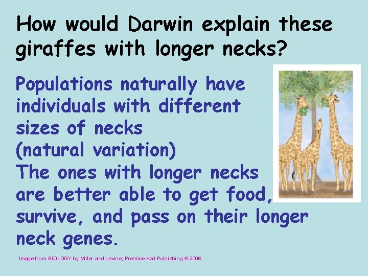 How would Darwin explain these giraffes with longer necks? Populations naturally have individuals with