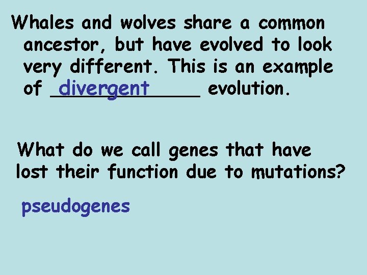 Whales and wolves share a common ancestor, but have evolved to look very different.