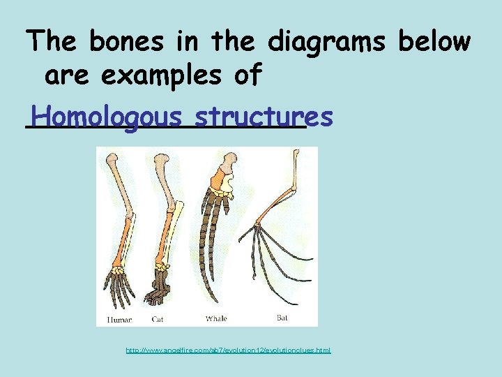 The bones in the diagrams below are examples of ________ Homologous structures http: //www.